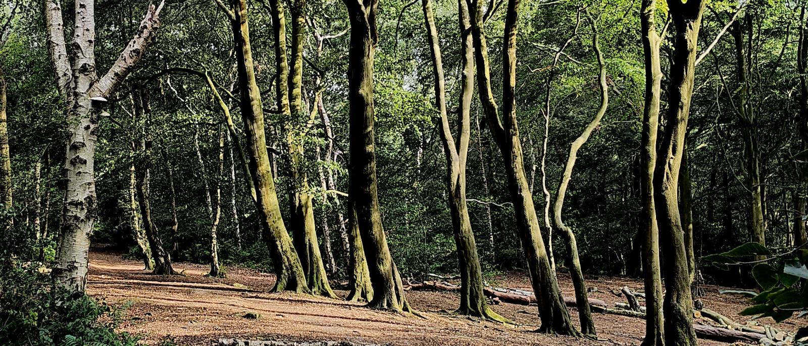 A photograph of some woods, the light is catching some tree trunks more than others making a contrast between light and dark. All of the trees are young and are either birch or beech trees. The ground is bare earth.